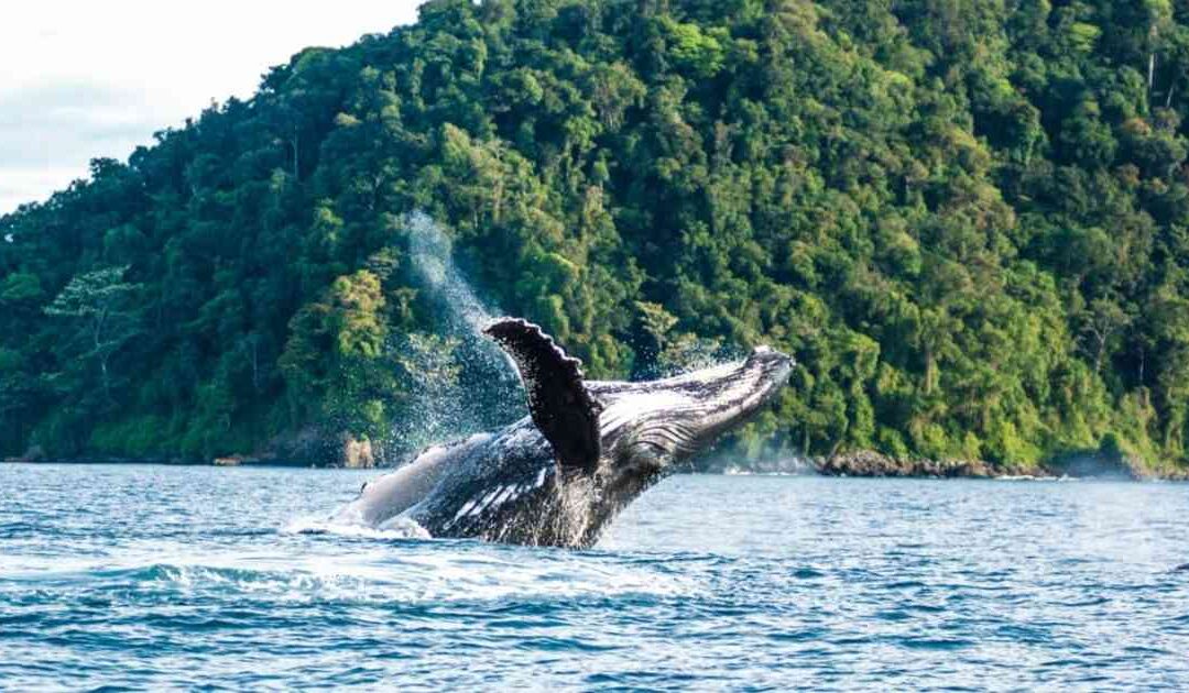 Salida Turística – Avistamiento de Ballenas