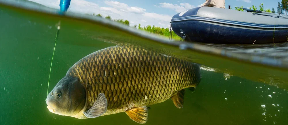 Torneo de Pesca 2025